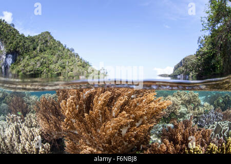 Un environnement sain et diversifié pour les récifs coralliens se développe près de îles calcaires dans la région de Raja Ampat, en Indonésie. Cette région éloignée est connu comme le coeur Banque D'Images