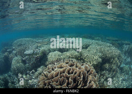 Une diversité de coraux poussent dans Raja Ampat, en Indonésie. Cette magnifique région est connue pour ses récifs spectaculaires et des marin Banque D'Images