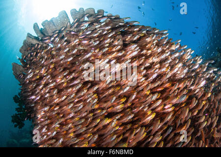 De l'école (ransonneti Parapriacanthus balayeuses d'or) en dessous de coraux sur un récif dans le Parc National de Komodo, en Indonésie. Banque D'Images