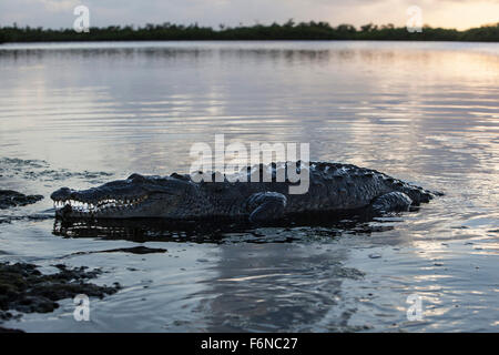 Un grand crocodile (Crocodylus acutus) surfaces dans un lagon de l'atoll de Turneffe, Belize. Ce reptil potentiellement dangereux Banque D'Images