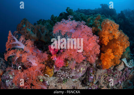 Les colonies de coraux mous dynamiques poussent sur un récif tombant dans le Détroit de Lembeh (Indonésie). Cette région est connue pour ses spectaculaires bi marine Banque D'Images