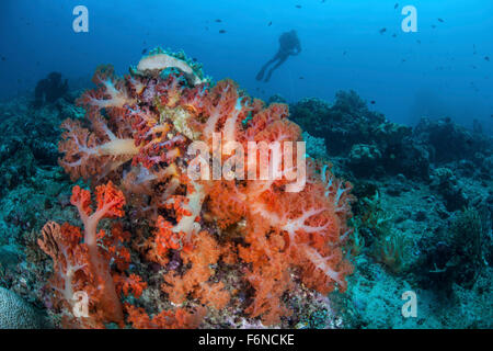 Les colonies de coraux mous dynamiques poussent sur un récif tombant dans le Détroit de Lembeh (Indonésie). Cette région est connue pour ses spectaculaires bi marine Banque D'Images