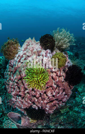 Un grand baril éponge recouverte de crinoïdes dans le Détroit de Lembeh (Indonésie). Cette région est connue pour ses spectaculaires biodivers marine Banque D'Images