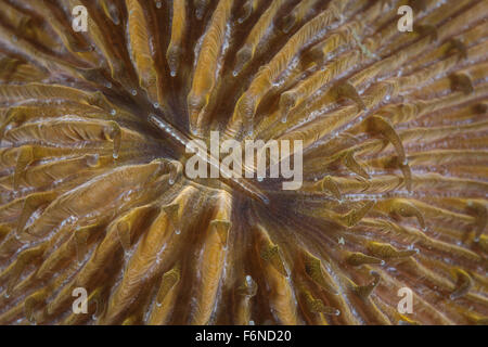 Détail d'un corail champignon (Fungia sp.) sur un récif en Indonésie. Banque D'Images