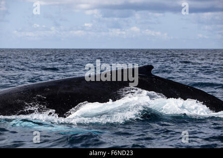 Une grande baleine à bosse (Megaptera novaeangliae) nage à la surface de l'océan Atlantique. Ces énormes baleines peut atteindre une longueur Banque D'Images