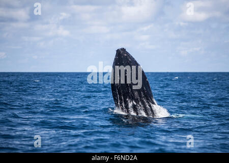 Une grande baleine à bosse (Megaptera novaeangliae) commence à sortir de l'océan Atlantique. Pourquoi ces énormes baleines violation, qui Banque D'Images