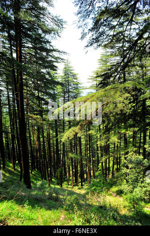 Arbres d'Araucaria angustifolia, pins Parana, trres de pins brésiliens, candélabres, himachal pradesh, inde, asie Banque D'Images