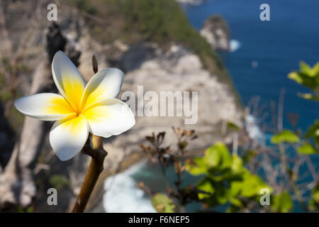 Fleurs sauvages, spa frangipani blanc fleur tropicale, plumeria flower blooming sur arbre, Manta Point, Bali, Nusa Penida Indonésie Banque D'Images