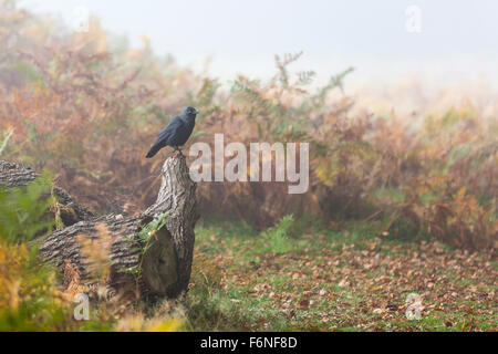 Choucas (Corvus monedula) perché sur un journal parmi les fougères sur un matin brumeux Banque D'Images