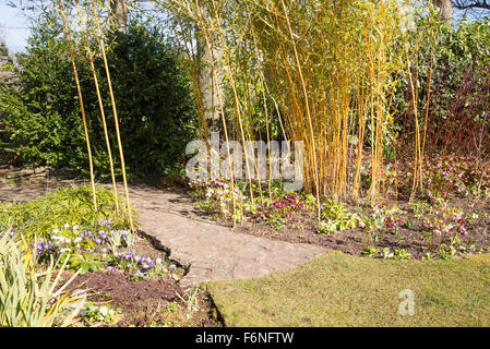 Tige d'or scintillant de bambou au début de soleil du printemps avec underplanting naturalisés de graines hellébores Banque D'Images