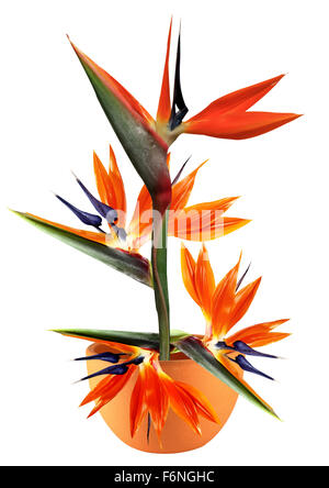 Bird of Paradise flower arrangement Banque D'Images
