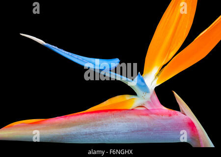 Belle fleur oiseau du paradis éclatantes fond noir Banque D'Images