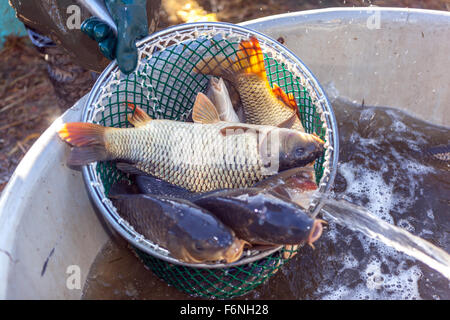 Carpes dans le filet de débarquement de poissons récolte traditionnelle de carpe tchèque étang Bosilec. Bohême du Sud, République tchèque Fish Scoop Banque D'Images