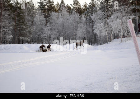 La mère et les deux veaux orignaux courir dans la forêt couverte de givre dans le cercle arctique Banque D'Images