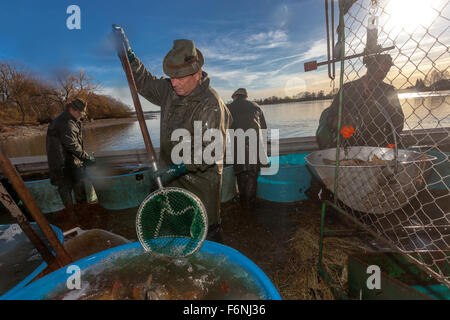 Récolte traditionnelle de carpe près du village de Bošilec. Bohême du Sud, ferme de poissons de la République tchèque Banque D'Images