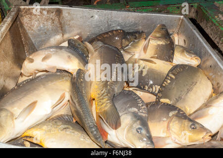 La récolte traditionnelle de la production de poissons carpes tchèque ferme de l'étang. Bosilec La Bohême du Sud, République Tchèque Banque D'Images