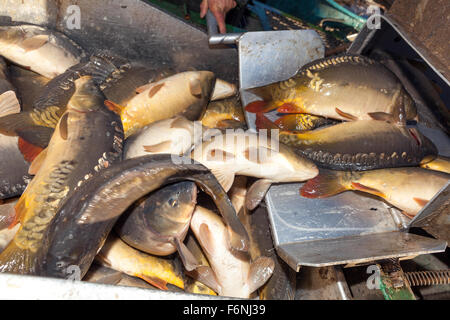 La récolte traditionnelle de la production de poissons carpes tchèque ferme de l'étang. Bosilec La Bohême du Sud, République Tchèque Banque D'Images