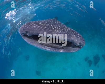 Sourire du requin-baleine Banque D'Images