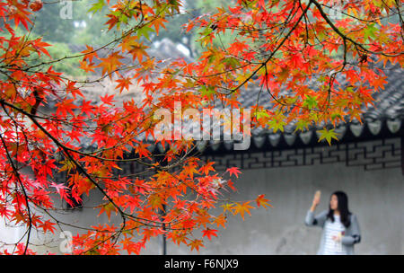 Suzhou, Province de Jiangsu en Chine. 17 novembre, 2015. Les gens prennent des photos des érables au Zhuozhengyuan Garden à Suzhou City, Jiangsu Province de Chine orientale, le 17 novembre 2015. 4 Baiziting/crédit : Wang Xinhua/Alamy Live News Banque D'Images