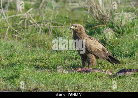 Maennlicher Schreiadler, Aquila pomarina, homme aigle pomarin Banque D'Images