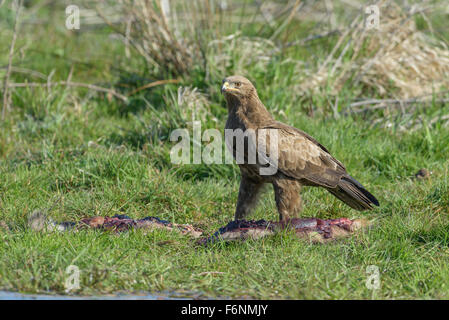 Maennlicher Schreiadler, Aquila pomarina, homme aigle pomarin Banque D'Images