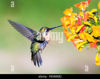 La prise de Hummingbird nectar Banque D'Images