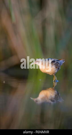 Little Crake (Porzana parva), femme, dans la lumière du matin, le Parc National Kiskunság, Hongrie Banque D'Images