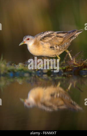 Little Crake (Porzana parva), femme, dans la lumière du matin, fonctionnant plus de plantes de l'eau, le Parc National Kiskunság, Hongrie Banque D'Images