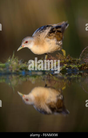 Little Crake (Porzana parva), femme, dans la lumière du matin, fonctionnant plus de plantes de l'eau, le Parc National Kiskunság, Hongrie Banque D'Images