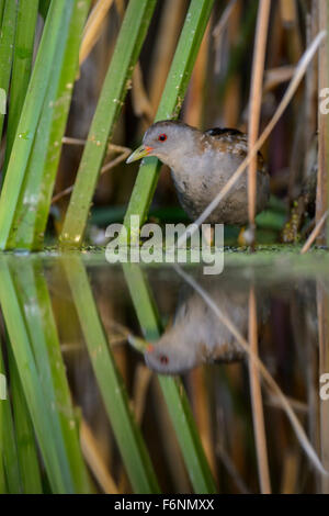 Little Crake (Porzana parva), homme, dans la lumière du matin, caché dans les roseaux, le Parc National Kiskunság, Hongrie Banque D'Images