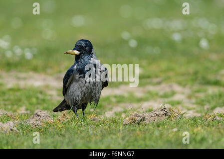 Nebelkraehe, Corvus corone cornix, Hooded crow Banque D'Images