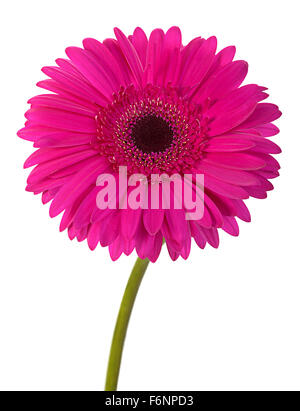 Gerbera rose flower isolated on white background Banque D'Images