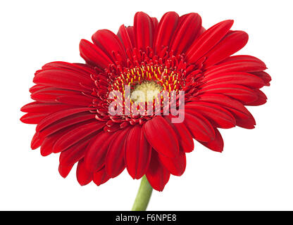 Fleur gerber rouge isolé sur fond blanc Banque D'Images