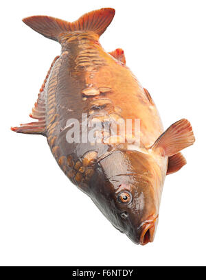 Carpe miroir poissons de rivière isolated on white Banque D'Images