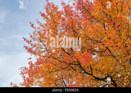 Gomme noir 'Wisley Bonfire' arbre et couleurs d'automne au RHS Wisley Gardens, Surrey, Angleterre Banque D'Images