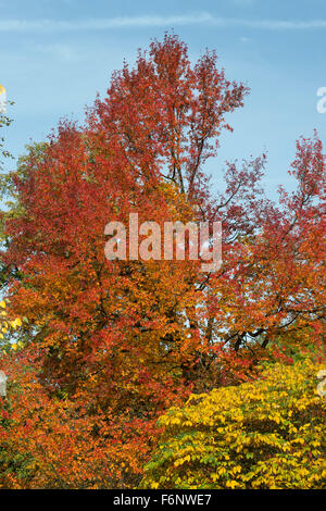 Gomme noir 'Wisley Bonfire' arbre et couleurs d'automne au RHS Wisley Gardens, Surrey, Angleterre Banque D'Images