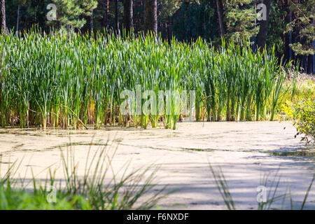 L'herbe sur une petite zone marécageuse de la forêt est agréable Banque D'Images