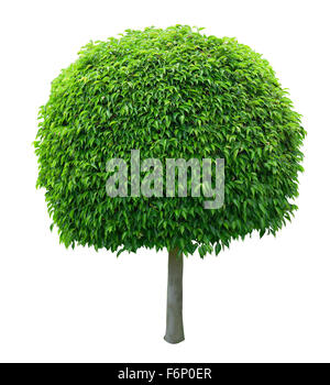 Arbre en forme de balle mignon isolé sur fond blanc Banque D'Images