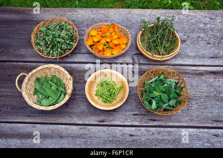 Médecine fraîchement cueillies et épices fines herbes dans des bols mis sur table en bois Banque D'Images