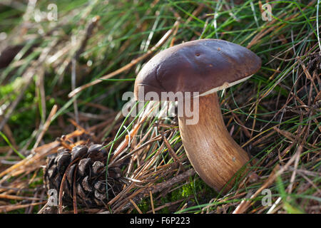 Bay bolet, Maronen-Röhrling Maronenröhrling,,, Röhrling Marone, Boletus badius, Xerocomus badius, Imleria badia Banque D'Images