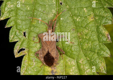 Squash bug, Lederwanze Saumwanze Leder-Wanze,,,, Saum-Wanze Mesocerus marginatus Coreus marginatus, Banque D'Images