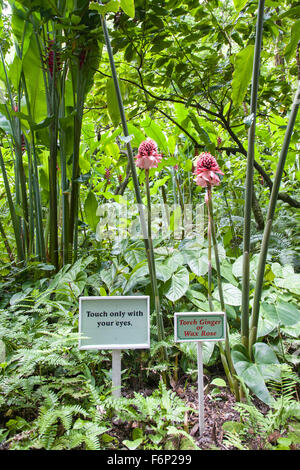 Signe amusant 'Touch uniquement avec vos yeux" à côté de Torch Ginger ou cire Rose (Etlingeria elatior) croissant dans la Diamond Botanical Gardens Banque D'Images