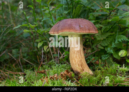 Bay bolet, Maronen-Röhrling Maronenröhrling,,, Röhrling Marone, Boletus badius, Xerocomus badius, Imleria badia Banque D'Images