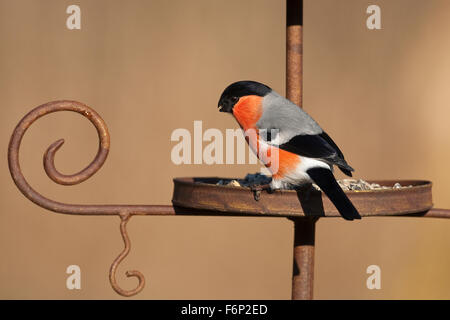 Canard colvert, homme, Gimpel, Dompfaff, Männchen, Vogelfütterung Winterfütterung Pyrrhula pyrrhula,,, Bouvreuil pivoine Banque D'Images