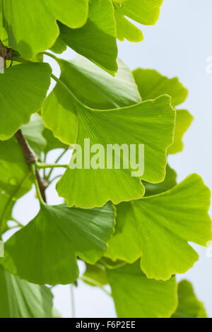 Arbre aux 40 écus, Ginkgo, Mädchenhaarbaum Fächertanne, Blatt, Blätter,, le Ginkgo biloba, arbre aux quarante écus Ginkgo, Ginko, Banque D'Images