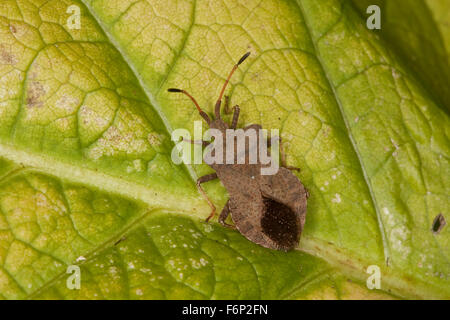 Squash bug, Lederwanze Saumwanze Leder-Wanze,,,, Saum-Wanze Mesocerus marginatus Coreus marginatus, Banque D'Images