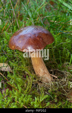 Bay bolet, Maronen-Röhrling Maronenröhrling,,, Röhrling Marone, Boletus badius, Xerocomus badius, Imleria badia Banque D'Images