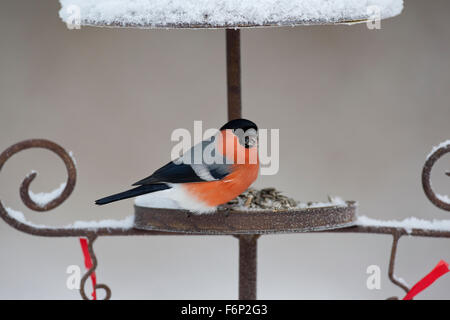 Canard colvert, homme, Gimpel, Dompfaff, Männchen, Vogelfütterung Winterfütterung Pyrrhula pyrrhula,,, Bouvreuil pivoine Banque D'Images