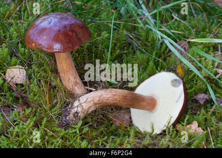 Bay bolet, Maronen-Röhrling Maronenröhrling,,, Röhrling Marone, Boletus badius, Xerocomus badius, Imleria badia Banque D'Images