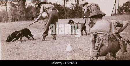 755. L'armée britannique, l'équipe de déminage des chiens à la formation. Banque D'Images